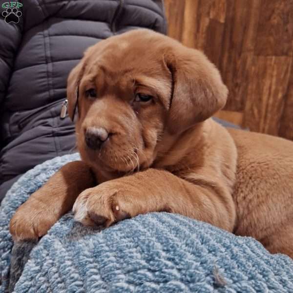 Willow, Fox Red Labrador Retriever Puppy